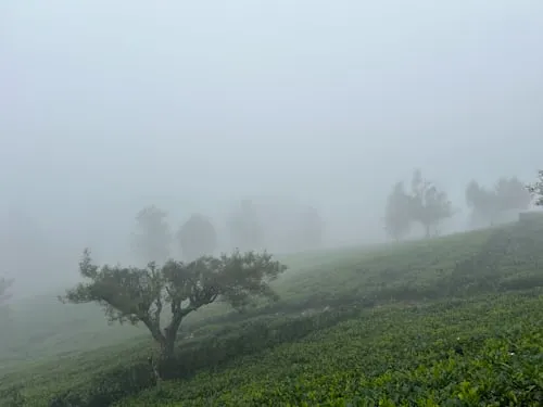 Nuwara Eliya