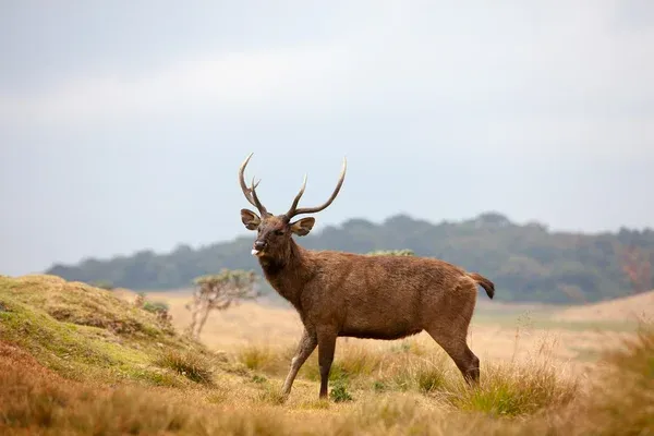 Horton Plains